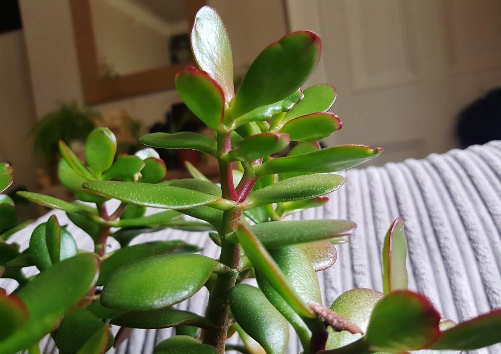 Dickblatt, Geldbaum, Pfennigbaum, Crassula, Crassula ovata, Magic Tree