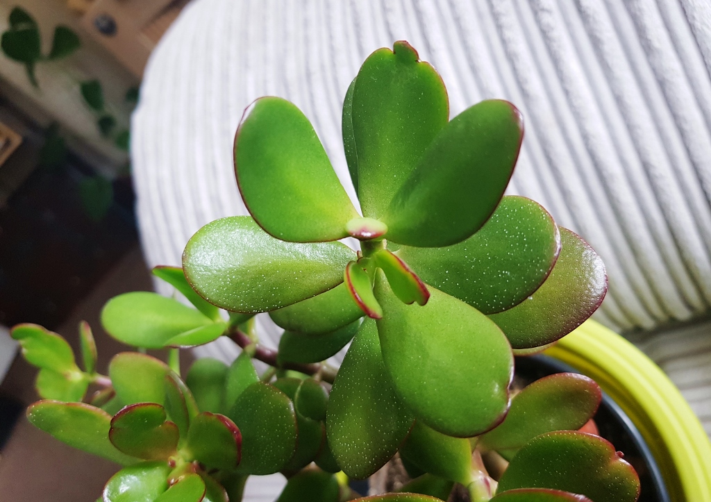 Dickblatt, Geldbaum, Pfennigbaum, Crassula, Crassula ovata, Magic Tree