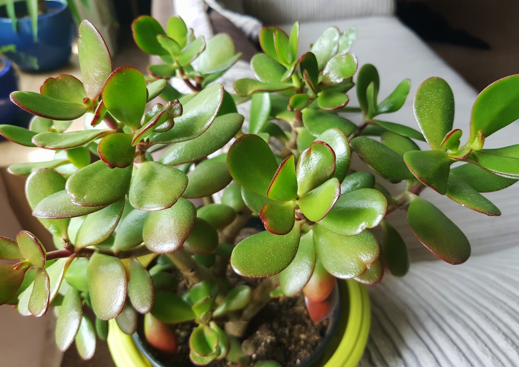 Dickblatt, Geldbaum, Pfennigbaum, Crassula, Crassula ovata, Magic Tree