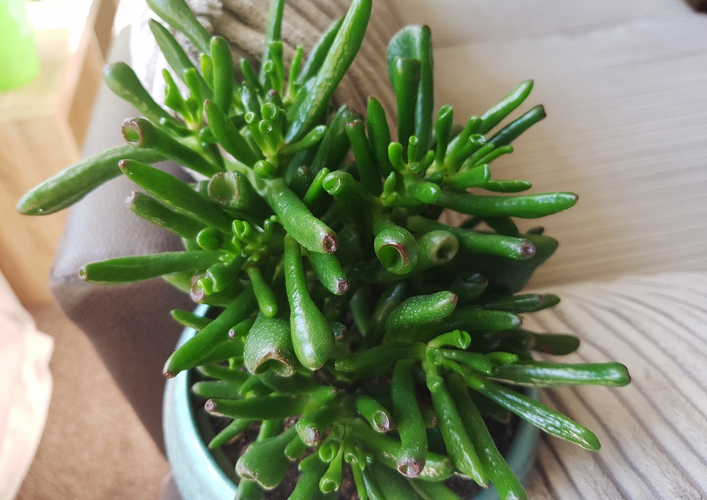 Dickblatt, Geldbaum, Pfennigbaum, Crassula, Crassula ovata, Hobbit