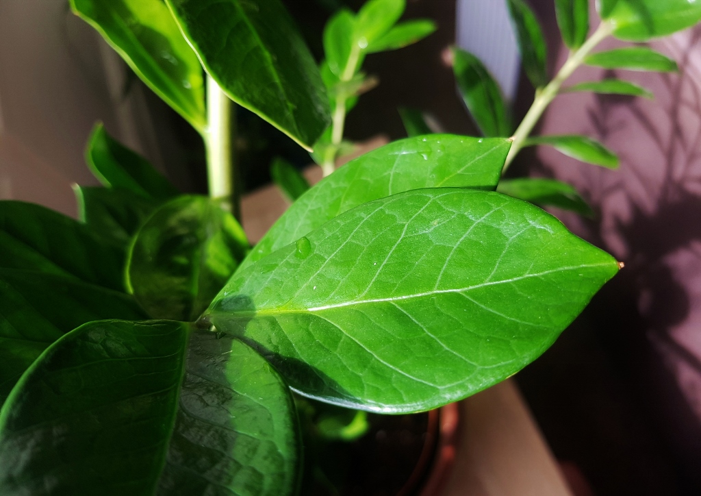 Glücksfeder, Zz-Pflanze, Zamioculcas zamiifolia, Zamie, Zuzu-Pflanze, Zizi-Pflanze, Zamioculcas