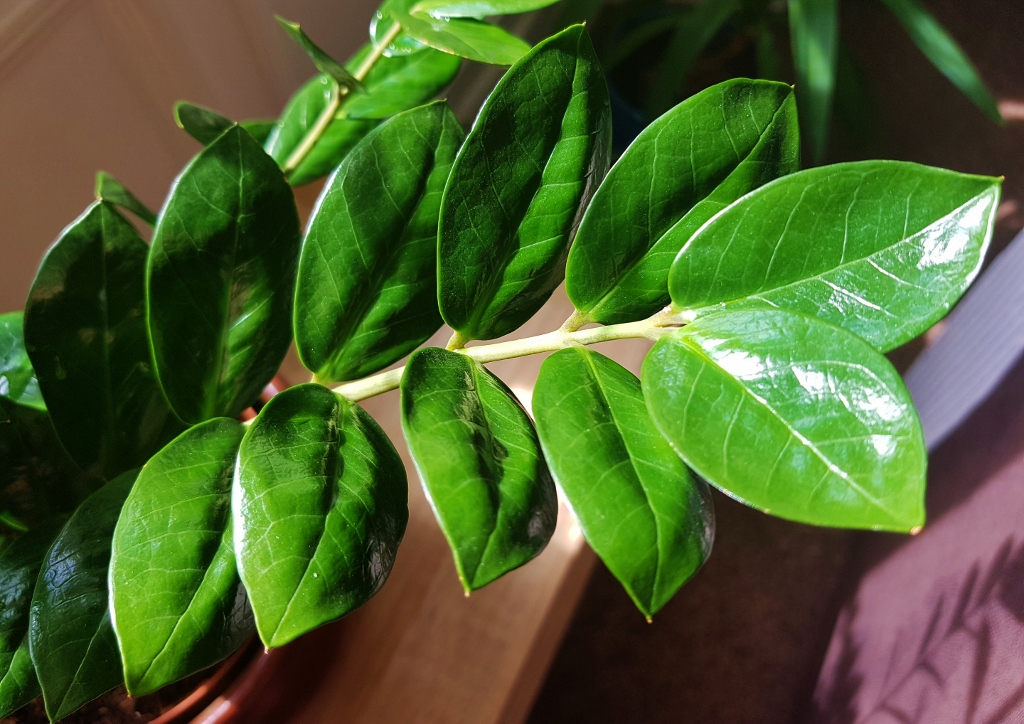 Glücksfeder, Zz-Pflanze, Zamioculcas zamiifolia, Zamie, Zuzu-Pflanze, Zizi-Pflanze, Zamioculcas