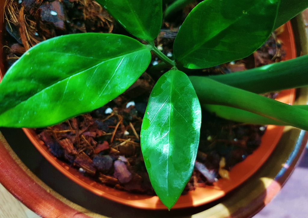 Glücksfeder, Zz-Pflanze, Zamioculcas zamiifolia, Zamie, Zuzu-Pflanze, Zizi-Pflanze, Zamioculcas