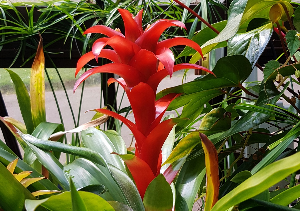 Bromeliengewächse, Guzmaniana