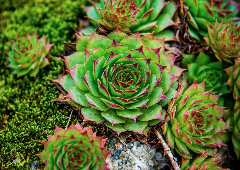 Hauswurz, Sempervivum, Kalk-Hauswurz, Sempervivum calcareum