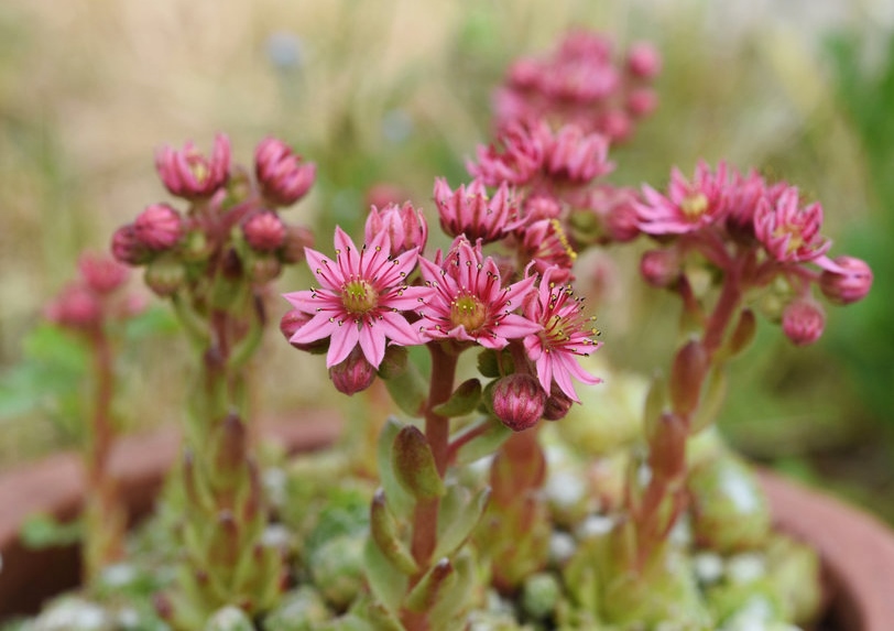 Hauswurz, Sempervivum, Dach-Hauswurz, Sempervivum tectorum