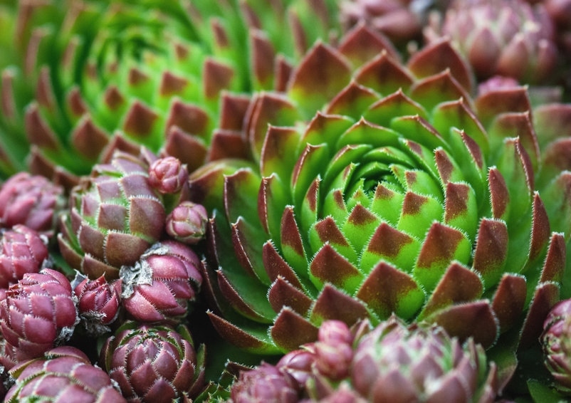 Hauswurz, Sempervivum, Berg-Hauswurz, Sempervivum montanum