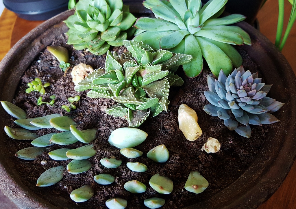 Hauswurz, Sempervivum, Echeverie, Faucaria tuberculosa, Rosenwurz, Mauerpfeffer