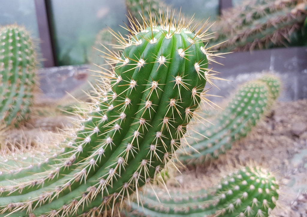 Kaktus, Kakteen, Kakteengewächse, Cactaceae, Igelkaktus, Soehrensia candicans, Echinopsis candicans