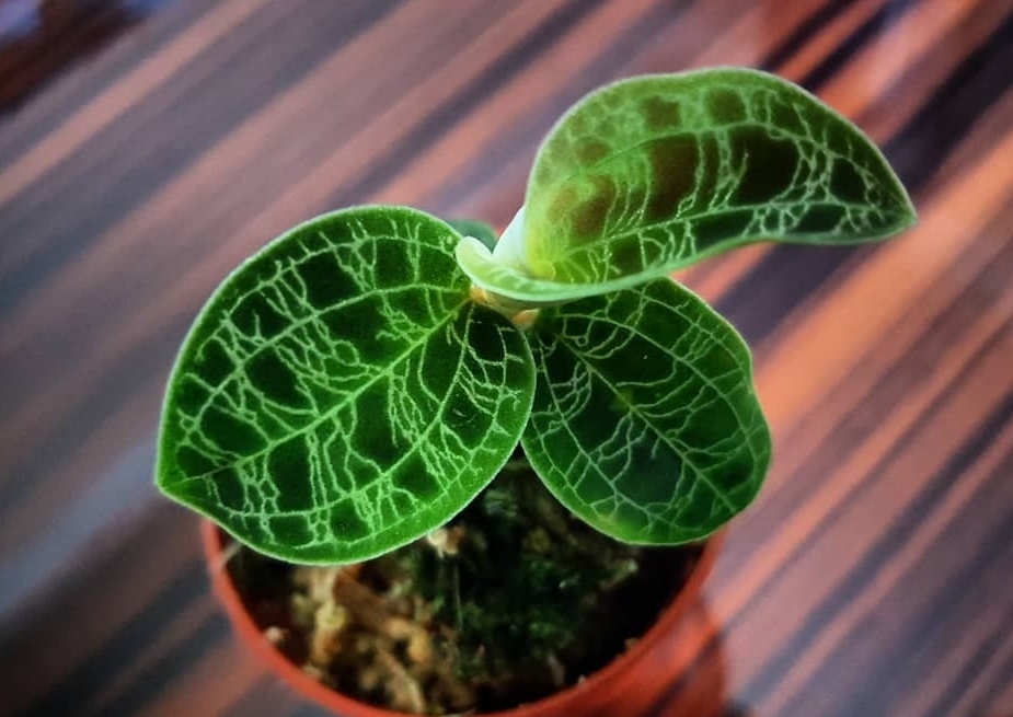 Orchidee, Orchideengewächse, Juwelorchidee, Macodes, Macodes petola