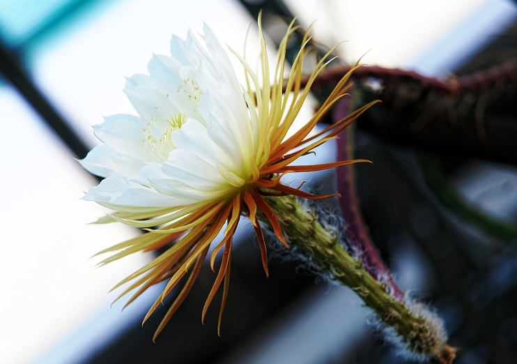 Kakteen, Kakteengewächse, Kaktus, Cactus, Cactaceae, Königin der Nacht, Selenicereus grandifloris
