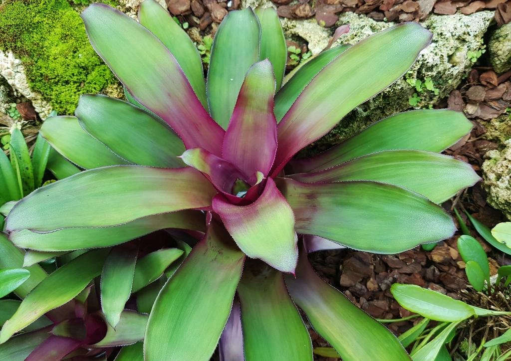 Bromeliengewächse, Neoregelia