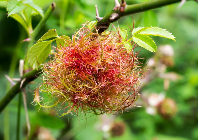 Rosenschwamm, Rosengalle, Cynosbatus