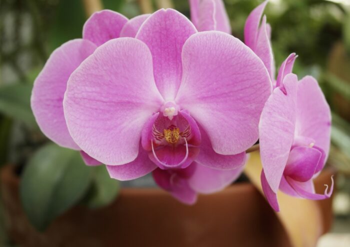 Orchidee, Orchideengewächse, Schmetterlingsorchidee, Phalaenopsis, Pink Twilight