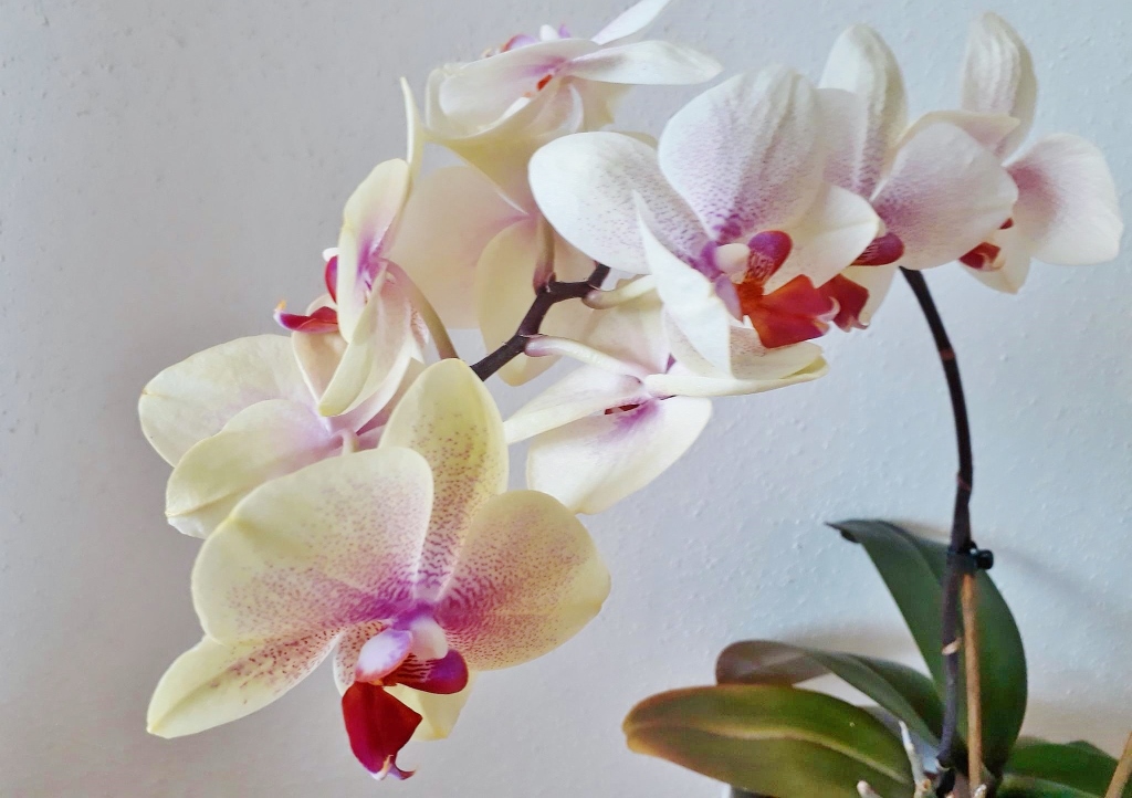 Orchidee, Orchideengewächse, Schmetterlingsorchidee, Phalaenopsis, Lioulin Wild Cat