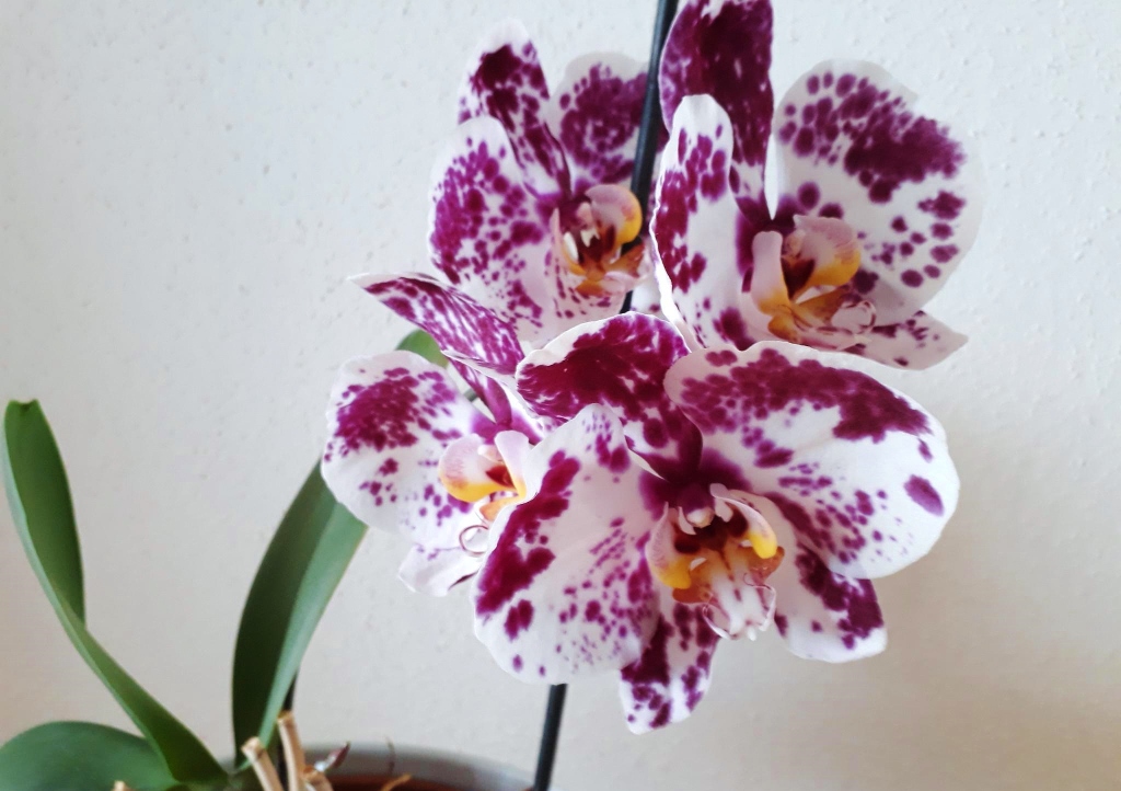 Orchidee, Orchideengewächse, Schmetterlingsorchidee, Phalaenopsis, Lioulin Wild Cat