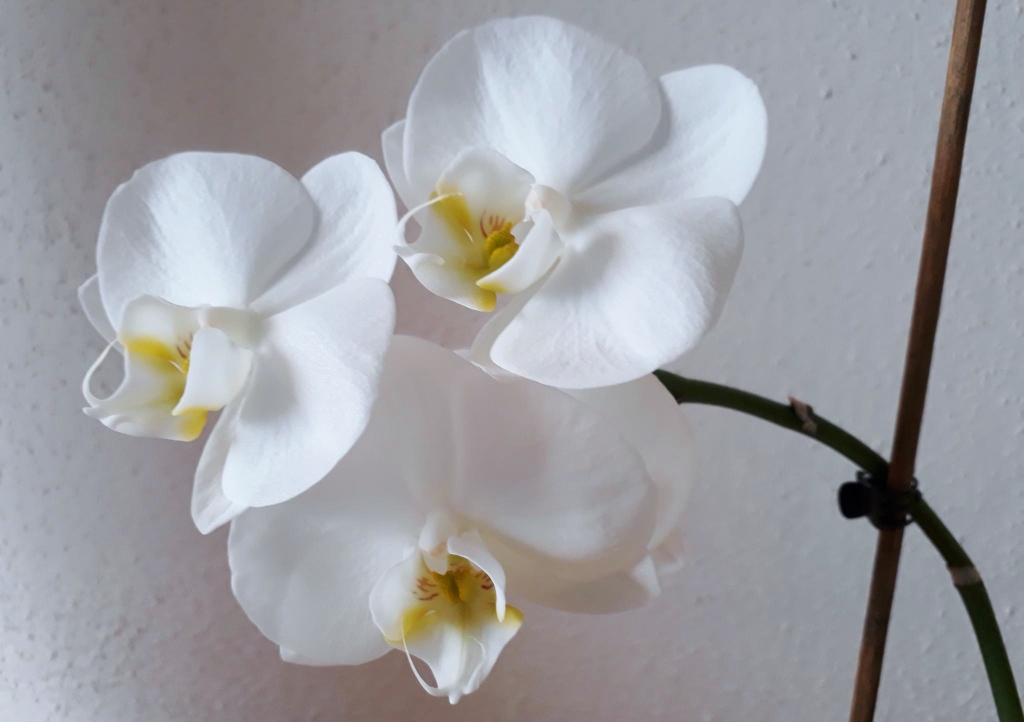 Orchidee, Orchideengewächse, Schmetterlingsorchidee, Phalaenopsis, Weiße Orchidee, Phalaenopsis amabilis