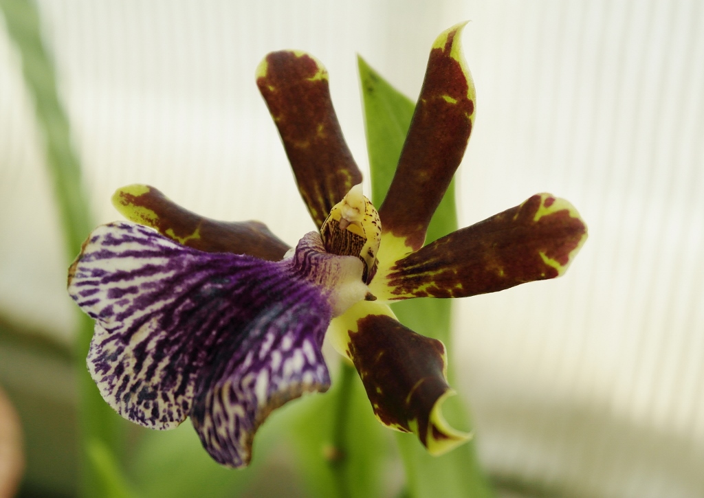 Ragwurz, Ophrys