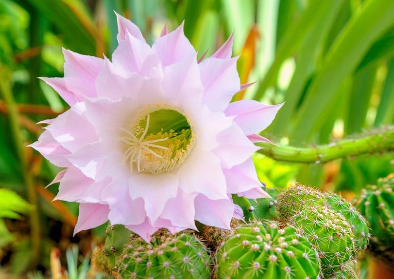 Kakteen, Kakteengewächse, Kaktus, Cactus, Cactaceae, Peruanischer Stangenkaktus, Meskalin-Kaktus, Echinopsis peruviana