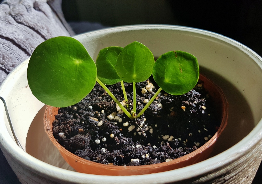 Glückstaler, Ufopflanze, Pilea peperomioides, Pilea