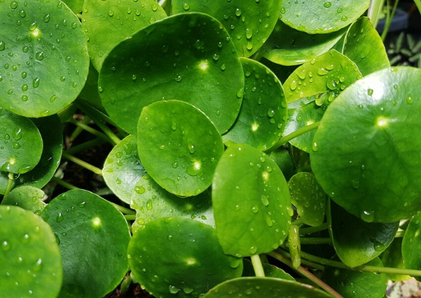 Glückstaler, Ufopflanze, Pilea peperomioides, Pilea