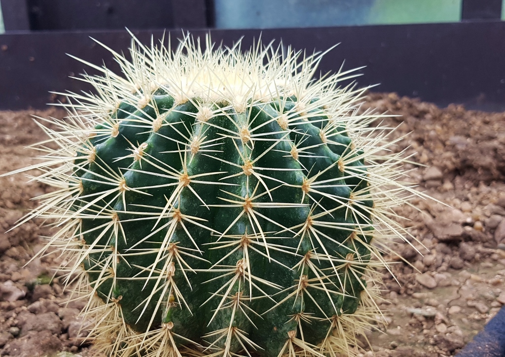 Kakteen, Kakteengewächse, Kaktus, Cactus, Cactaceae, Schwiegermutterstuhl, Goldkugelkaktus, Krooenleinia grusonii, Echinocactus grusonii