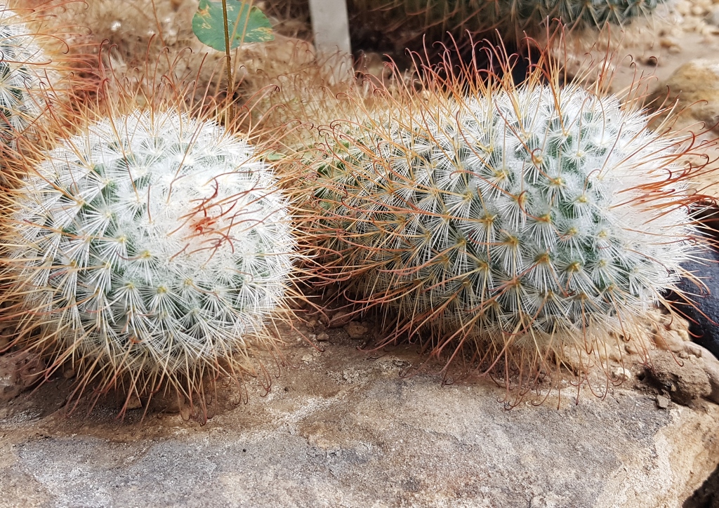 Kakteen, Kakteengewächse, Kaktus, Cactus, Cactaceae, Seidiger Warzenkaktus, Mammillaria bombycina