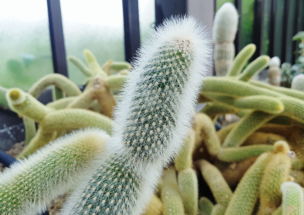 Kakteen, Kakteengewächse, Kaktus, Cactus, Cactaceae, Silberkerzenkaktus, Cleistocactus strausii
