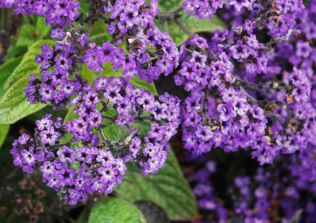 Sonnenwende, Vanilleblume, Heliotropium, Heliotropium arborescens