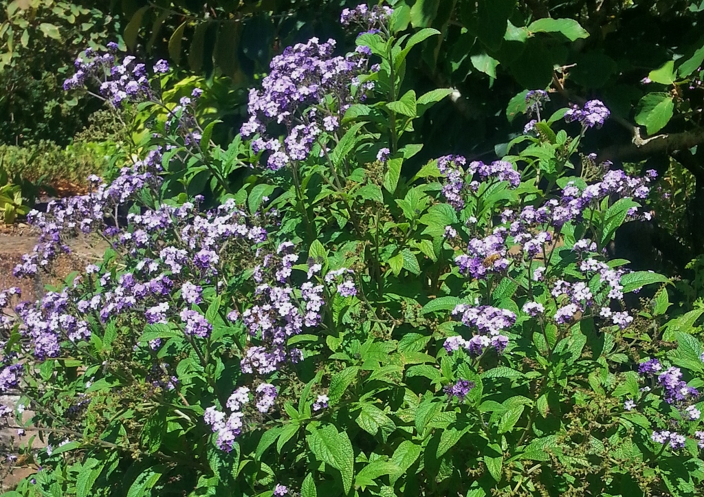 Sonnenwende, Vanilleblume, Heliotropium, Heliotropium arborescens