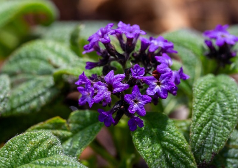 Sonnenwende, Vanilleblume, Heliotropium, Heliotropium arborescens