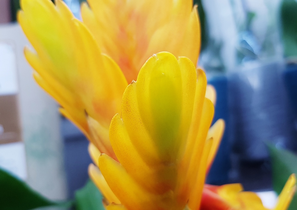 Bromeliengewächse, Vrisea