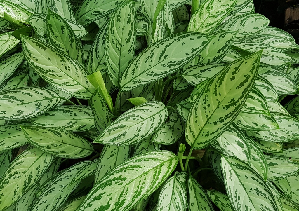 Kolbenfaden, Aglaonema commutatum