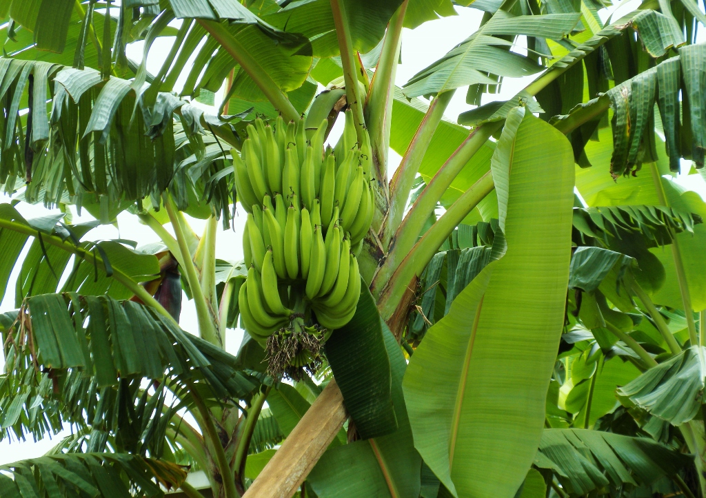 Banane, Bananenpalme, Bananenstaude, Bananen