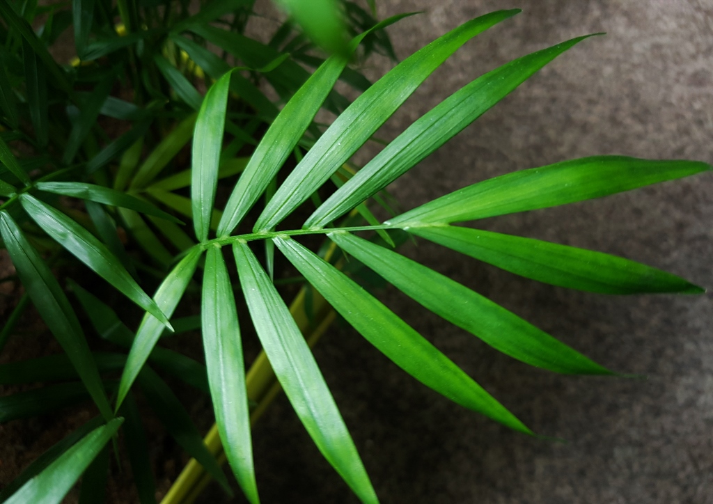 Bergpalme, Bergpalmen, Bambuspalme, Chamaedorea, Chamaedorea seifrizii