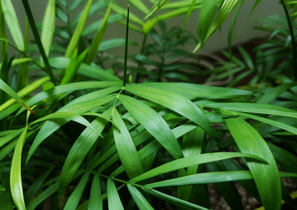 Bergpalme, Bergpalmen, Bambuspalme, Chamaedorea, Chamaedorea seifrizii