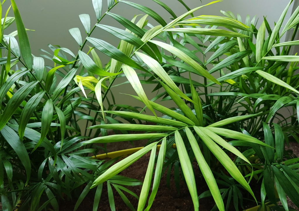 Bergpalme, Bergpalmen, Bambuspalme, Chamaedorea, Chamaedorea seifrizii