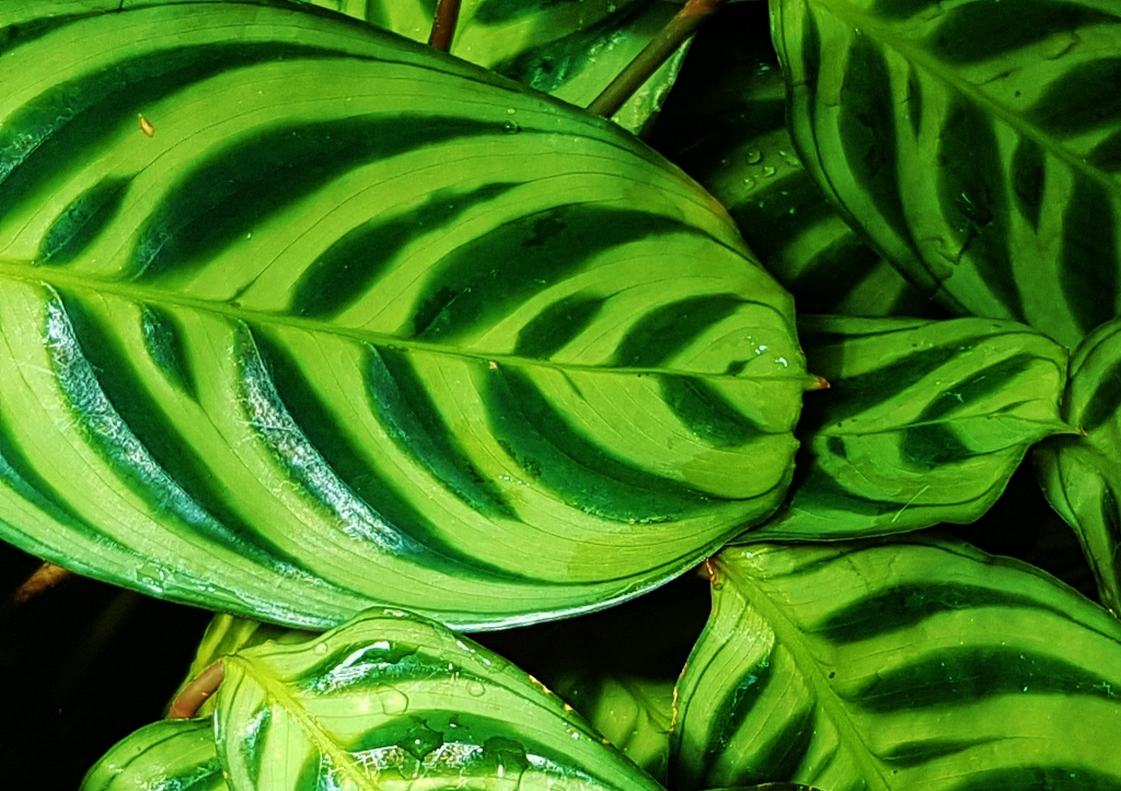 Korbmarante, Calathea, Elegante Korbmarante, Calathea concinna