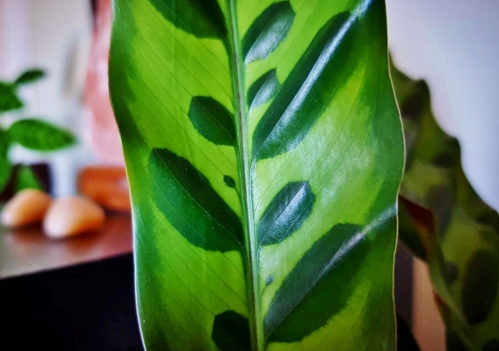 Goeppertia insignis, Lanzettenblättrige Korbmarante, Calathea lancifolia, Calathea, Korbmarante