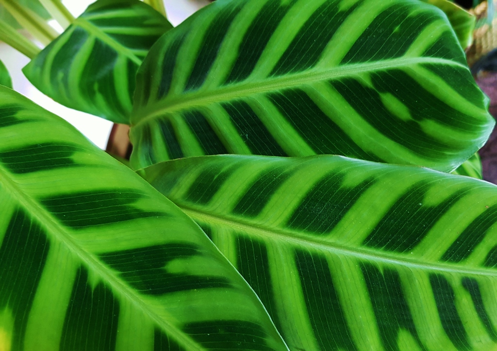 Korbmarante, Calathea, Zebra-Korbmarante, Calathea zebrina