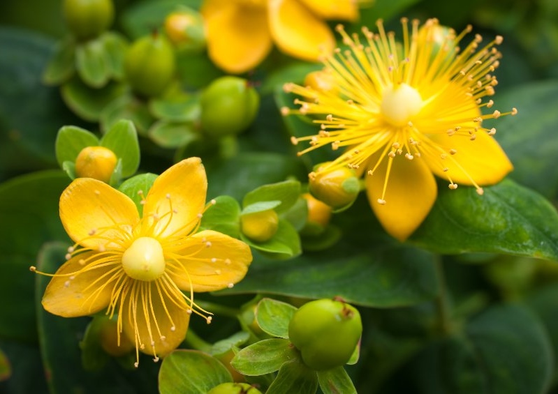 Johanniskraut, Echtes Johanniskraut, Hypericum, Hypericum perforatum