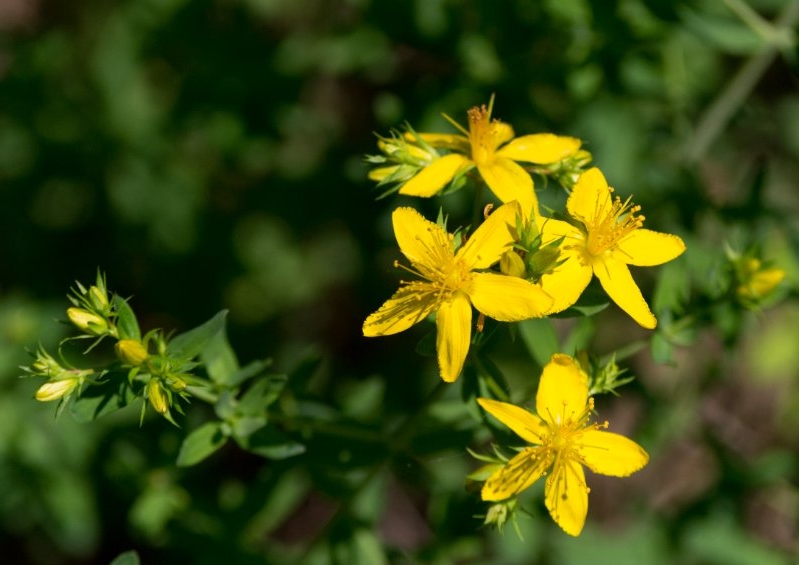 Johanniskraut, Echtes Johanniskraut, Hypericum, Hypericum perforatum