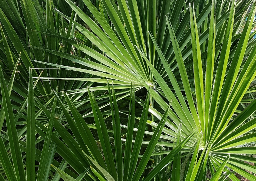 Palme, Palmen, Palmengewächse, Arecaceae, Fächerpalme, Hanfpalme, Trachycarpus, Livingston-Palme, Livistonia,