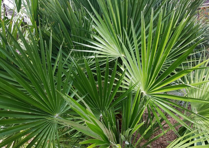 Palme, Palmen, Palmengewächse, Arecaceae, Fächerpalme, Hanfpalme, Trachycarpus, Livingston-Palme, Livistonia,