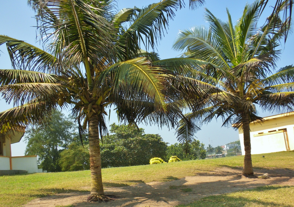Palme, Palmen, Kokospalme, Kokospalmen, Cocos, Palme, Palmen, Palmengewächse, Arecaceae