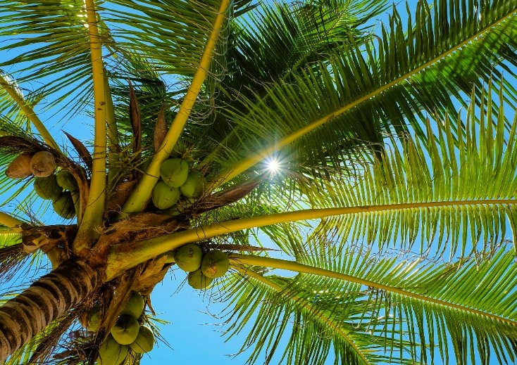 Kokospalme, Kokospalmen, Kokosnuss, Kokosnüsse, Cocos, Cocos nucifera