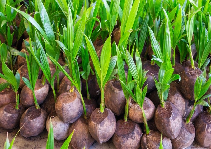 Palme, Palmen, Kokospalme, Kokospalmen, Kokosnuss, Kokosnüsse