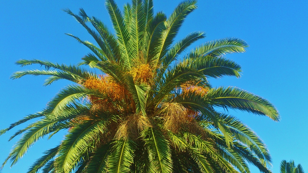 Palme, Palmen, Palmengewächse, Palmblätter, Palmblüten