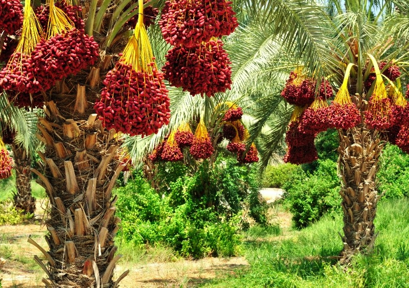 Palmengewächse, Palme, Palmen, Dattelpalme, Phönixpalme, Echte Dattelpalme, Phoenix, Phoenix dactylifera