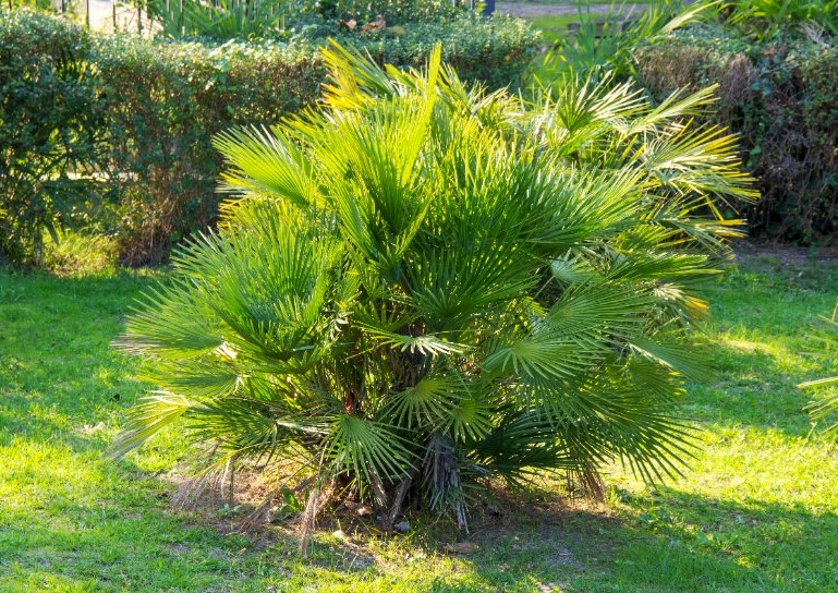 Palme, Palmen, Zwergpalme, Zwergpalmen, Blaue Zwergpalme , Chamaerops, Chamaerops humilis